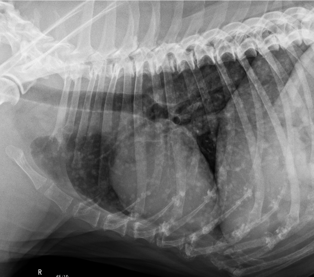 patrones pulmonares veterinarios