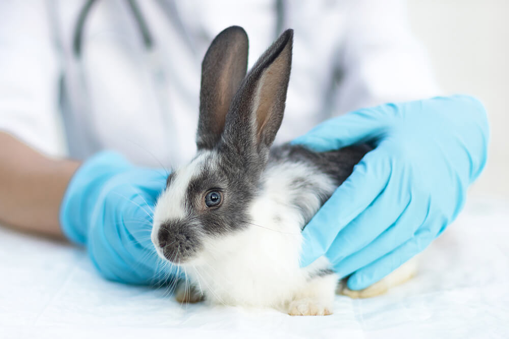 El conejo hospitalizado: manejo y cuidados