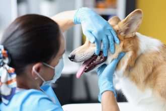 odontologia-postgrado-veterinario